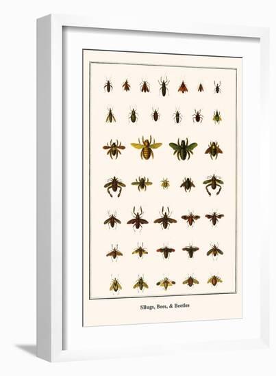 Bugs, Bees, and Beetles-Albertus Seba-Framed Art Print