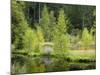 Buhlbachsee, Blackforest National Park, Baden-Wurttemberg, Germany-Michael Jaeschke-Mounted Photographic Print