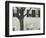 Building and Tree, c. 1945-Brett Weston-Framed Photographic Print