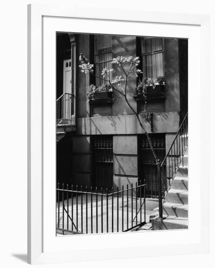 Building and Tree, New York, 1944-Brett Weston-Framed Photographic Print