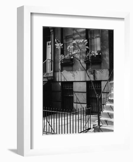 Building and Tree, New York, 1944-Brett Weston-Framed Photographic Print