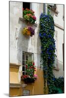 Building with Flower Pots on Each Window, Rue Des Arenes, Arles, Bouches-Du-Rhone-null-Mounted Premium Photographic Print