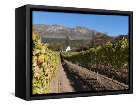 Buitenverwachting Wine Farm, Constantia, Cape Province, South Africa, Africa-Sergio Pitamitz-Framed Stretched Canvas