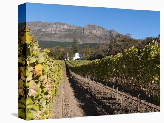Buitenverwachting Wine Farm, Constantia, Cape Province, South Africa, Africa-Sergio Pitamitz-Stretched Canvas