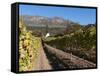 Buitenverwachting Wine Farm, Constantia, Cape Province, South Africa, Africa-Sergio Pitamitz-Framed Stretched Canvas