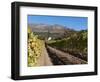 Buitenverwachting Wine Farm, Constantia, Cape Province, South Africa, Africa-Sergio Pitamitz-Framed Photographic Print