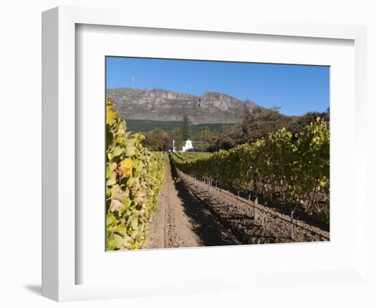 Buitenverwachting Wine Farm, Constantia, Cape Province, South Africa, Africa-Sergio Pitamitz-Framed Photographic Print