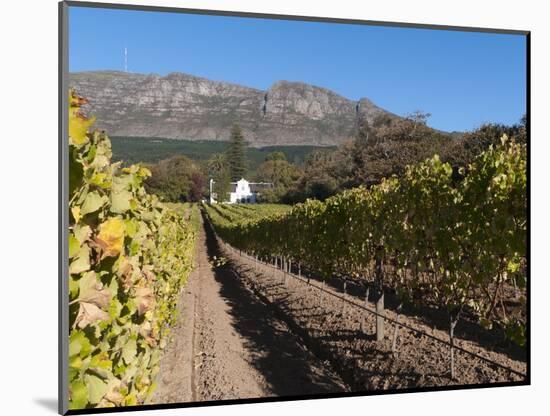 Buitenverwachting Wine Farm, Constantia, Cape Province, South Africa, Africa-Sergio Pitamitz-Mounted Photographic Print