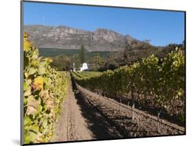 Buitenverwachting Wine Farm, Constantia, Cape Province, South Africa, Africa-Sergio Pitamitz-Mounted Photographic Print