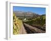 Buitenverwachting Wine Farm, Constantia, Cape Province, South Africa, Africa-Sergio Pitamitz-Framed Photographic Print