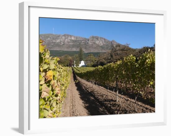 Buitenverwachting Wine Farm, Constantia, Cape Province, South Africa, Africa-Sergio Pitamitz-Framed Photographic Print