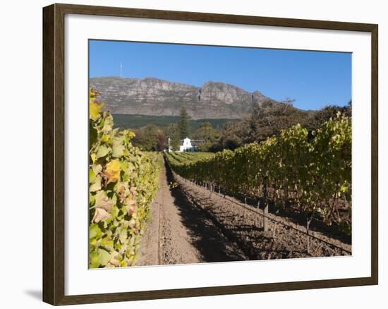 Buitenverwachting Wine Farm, Constantia, Cape Province, South Africa, Africa-Sergio Pitamitz-Framed Photographic Print