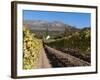 Buitenverwachting Wine Farm, Constantia, Cape Province, South Africa, Africa-Sergio Pitamitz-Framed Photographic Print