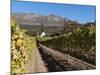 Buitenverwachting Wine Farm, Constantia, Cape Province, South Africa, Africa-Sergio Pitamitz-Mounted Photographic Print
