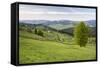 Bukovina Region (Bucovina) Landscape at Paltinu, Romania, Europe-Matthew Williams-Ellis-Framed Stretched Canvas