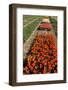 Bulb Field-Sandra van der Steen-Framed Photographic Print