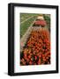 Bulb Field-Sandra van der Steen-Framed Photographic Print