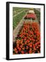 Bulb Field-Sandra van der Steen-Framed Photographic Print