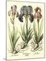 Bulb Garden I-Besler Basilius-Mounted Art Print