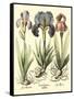 Bulb Garden I-Besler Basilius-Framed Stretched Canvas