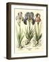 Bulb Garden I-Besler Basilius-Framed Art Print