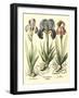 Bulb Garden I-Besler Basilius-Framed Art Print