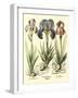 Bulb Garden I-Besler Basilius-Framed Art Print