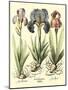 Bulb Garden I-Besler Basilius-Mounted Art Print