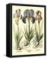 Bulb Garden I-Besler Basilius-Framed Stretched Canvas