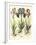 Bulb Garden I-Besler Basilius-Framed Art Print