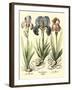 Bulb Garden I-Besler Basilius-Framed Art Print