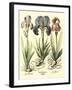 Bulb Garden I-Besler Basilius-Framed Art Print