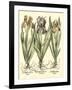 Bulb Garden II-Besler Basilius-Framed Art Print