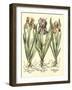 Bulb Garden II-Besler Basilius-Framed Art Print