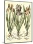 Bulb Garden II-Besler Basilius-Mounted Art Print