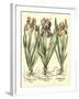 Bulb Garden II-Besler Basilius-Framed Art Print