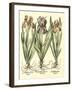 Bulb Garden II-Besler Basilius-Framed Art Print