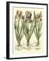 Bulb Garden II-Besler Basilius-Framed Art Print