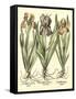 Bulb Garden II-Besler Basilius-Framed Stretched Canvas