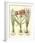 Bulb Garden IV-Besler Basilius-Framed Art Print