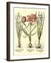 Bulb Garden IV-Besler Basilius-Framed Art Print