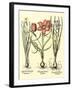 Bulb Garden IV-Besler Basilius-Framed Art Print