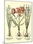 Bulb Garden IV-Besler Basilius-Mounted Art Print