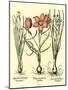 Bulb Garden IV-Besler Basilius-Mounted Art Print