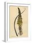 Bulbine Asphodeloides (Glaucous Leaved Anthericum, Anthericum Longiscapum)-Sydenham Teast Edwards-Framed Giclee Print