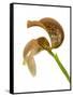 Bulbophyllum Grandiflorum-Fabio Petroni-Framed Stretched Canvas