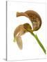 Bulbophyllum Grandiflorum-Fabio Petroni-Stretched Canvas