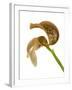 Bulbophyllum Grandiflorum-Fabio Petroni-Framed Photographic Print