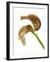 Bulbophyllum Grandiflorum-Fabio Petroni-Framed Photographic Print