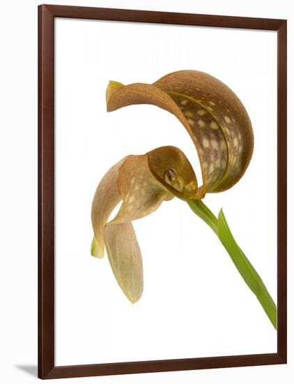 Bulbophyllum Grandiflorum-Fabio Petroni-Framed Photographic Print